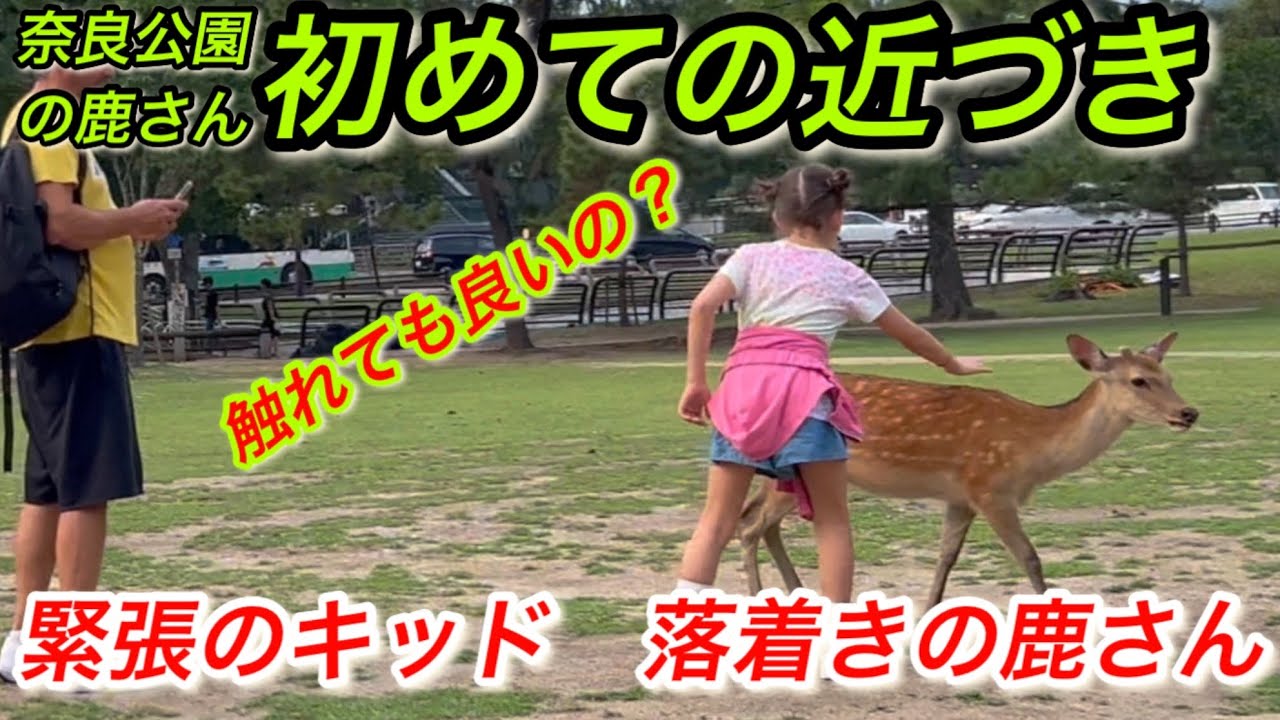 奈良公園の鹿さん　初めての近づき　緊張のキッド　落着きの鹿さん