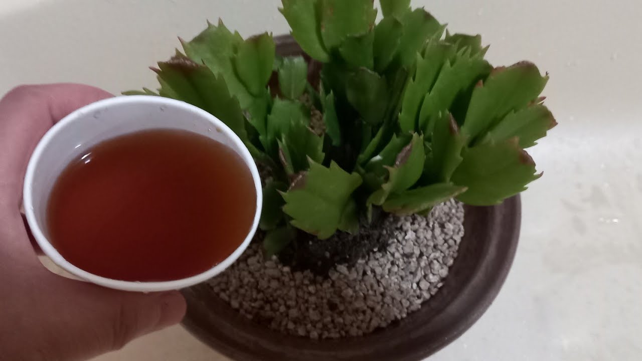 게발/가재발선인장!! 이렇게하면 해마다 많은 꽃이 주렁주렁 달립니다
