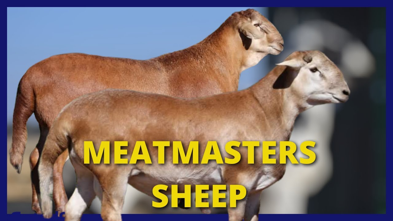 ⚪ Top meatmasters Sheep - Lekwater Boerdery - MJ Garbers