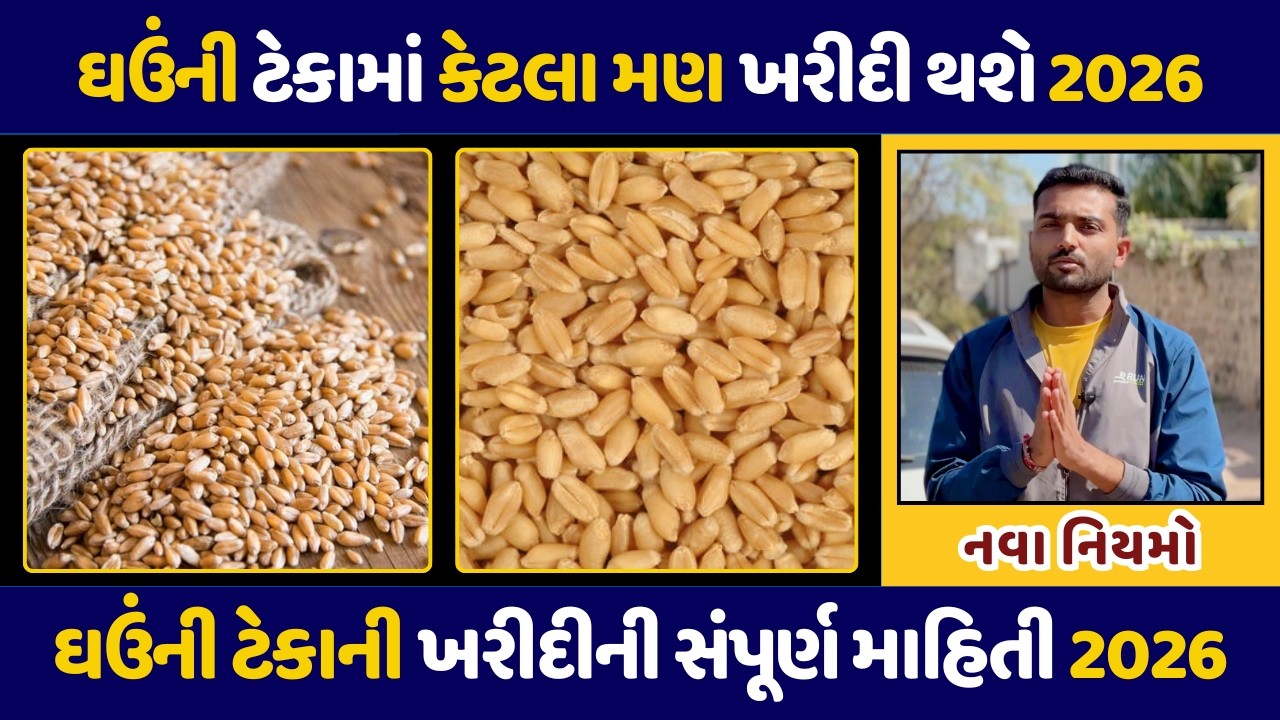 ઘઉંના ટેકાના ભાવ 2026 | ટેકામાં કેટલા મણ ખરીદી થશે | Ghau Tekana Bhav | Teka Na Bhav Registration
