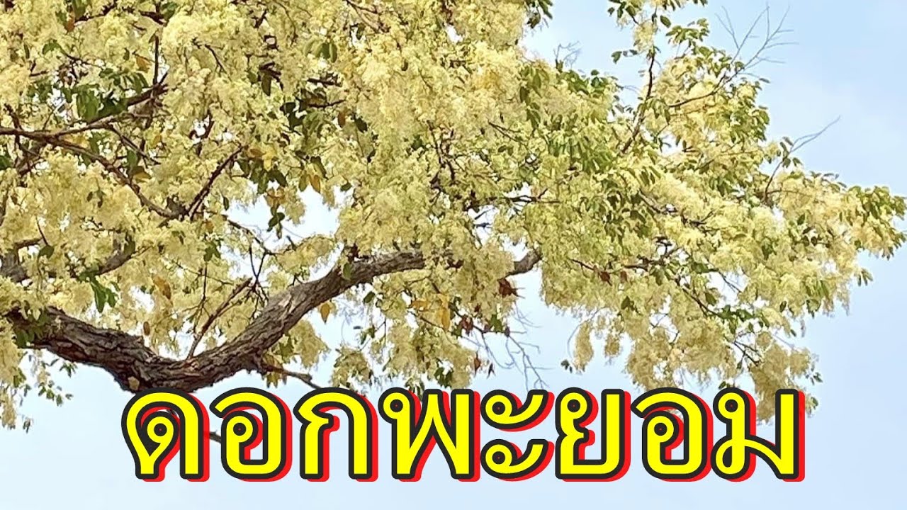 ต้นพยอม,ดอกพะยอม,ดอกพยอม,ดอกไม้บานย่ามหน้าแล้ง,Anan kemthong,ต้นไม้เศรษฐกิฐ,พืชสมุนไพร