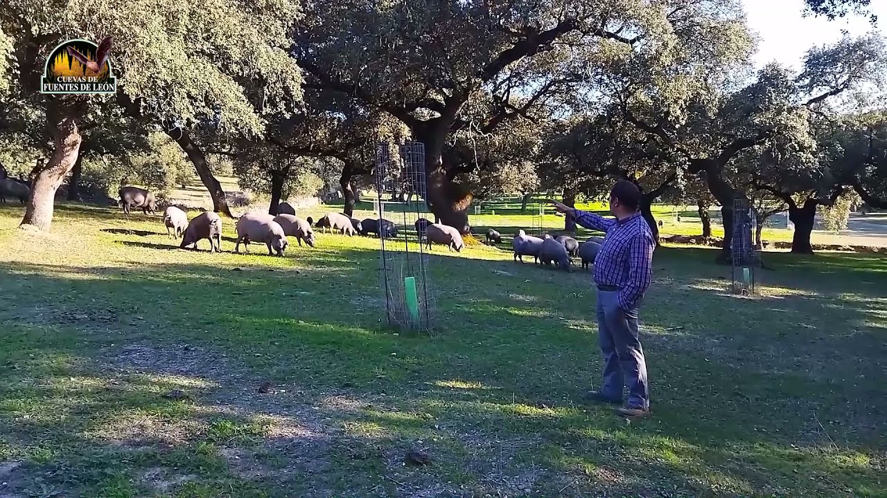 CRIA Y ENGORDE DEL CERDO IBERICO