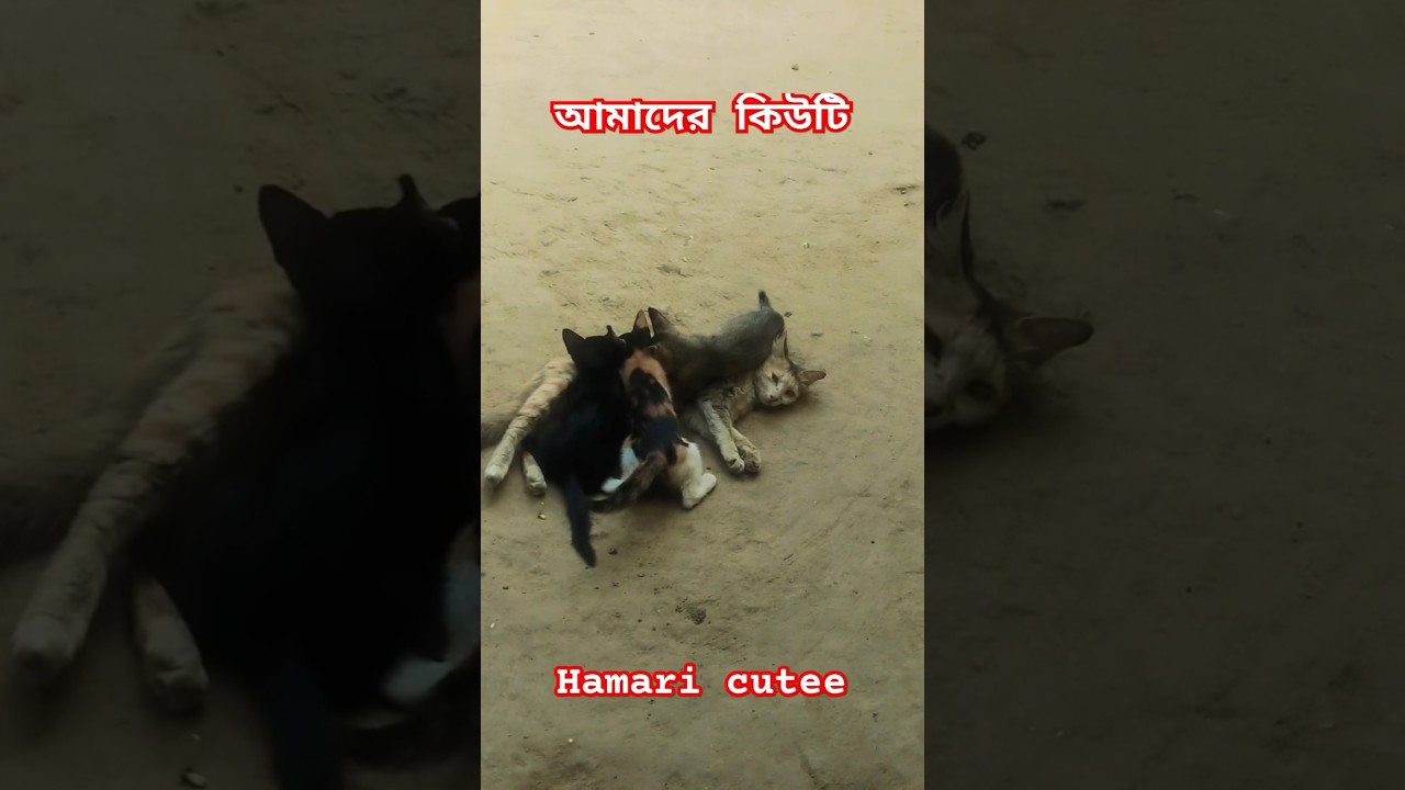 cute Cates video#entertenmaint video#shortvideo