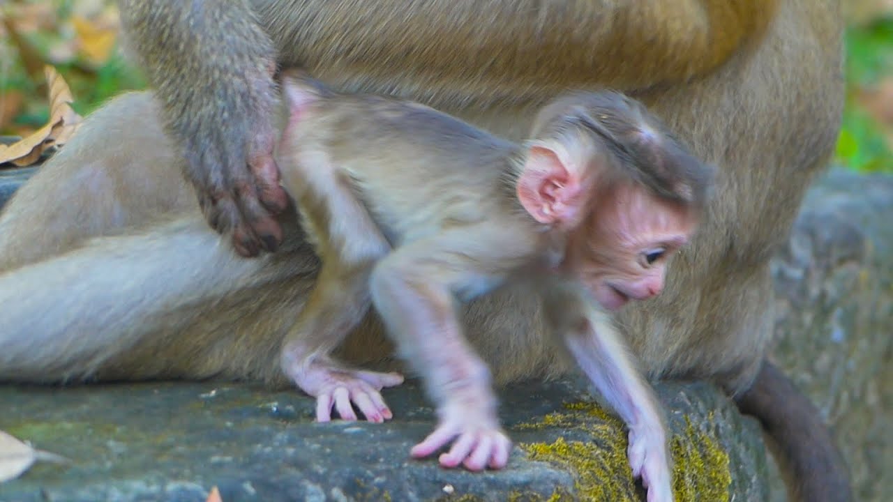 What's the first lesson newborn Rina learned today? Even Mama Rose's hand is not fast enough