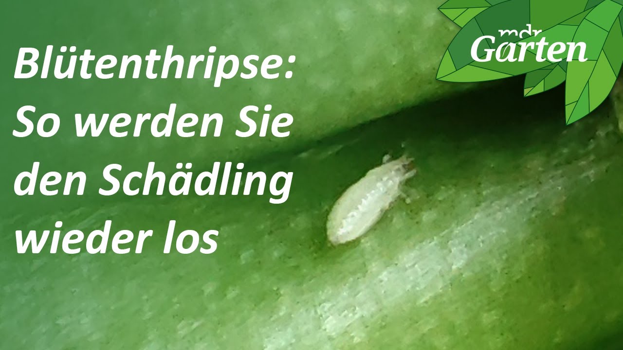 Bl&uuml;tenthrips: So werden die Sch&auml;dlinge bek&auml;mpft | MDR Garten
