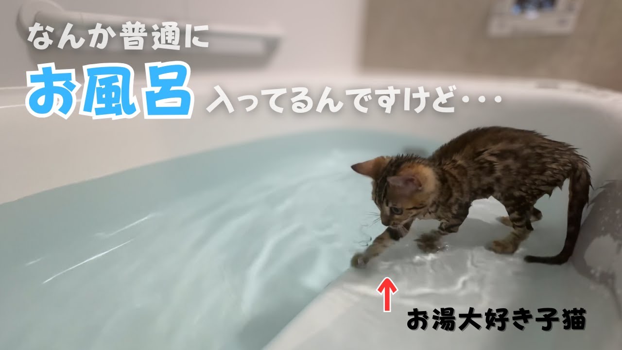 【水が好きすぎる】お風呂についてきた猫が目を離したすきにお湯に浸かってたｗ