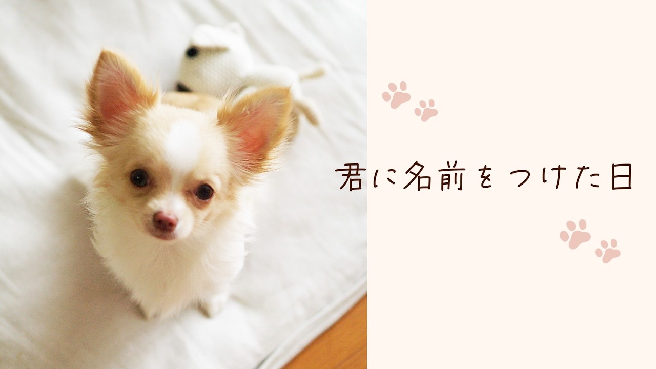 【犬の歌】君に名前をつけた日 - 歌詞付き - フルアレンジVer.