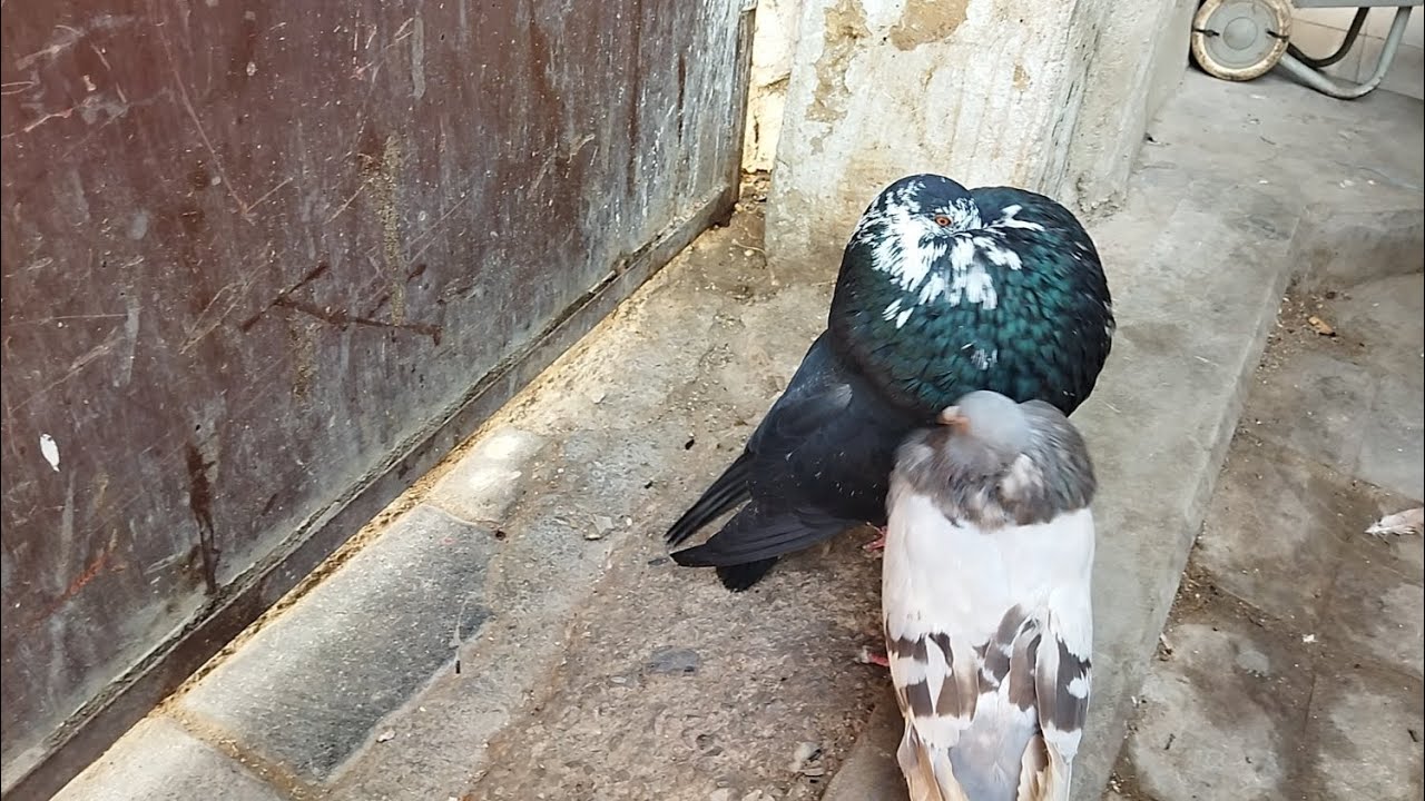 اليوم بالسوق الحمام باب الكيسه مدينه فاس العتيقه فرجه ممتعه للجميع 🦜🕊️🕊️🕊️🕊️🦜