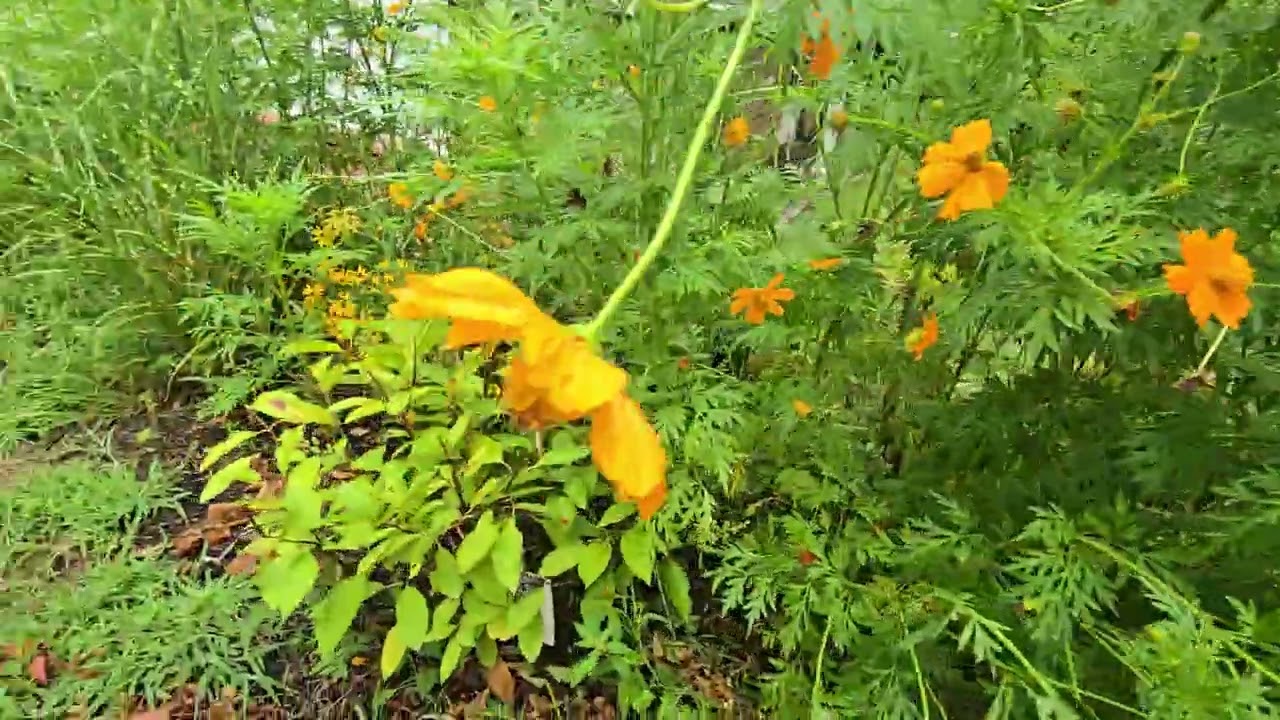 Growing like a weed...