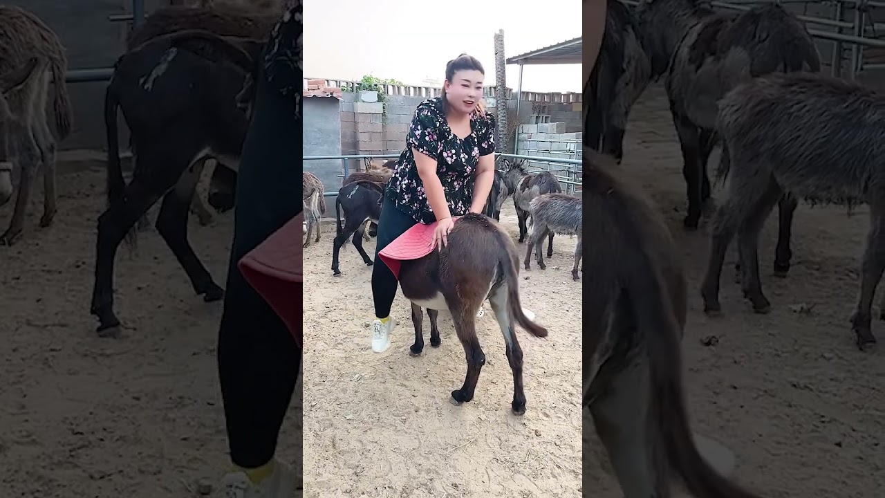 A big girl rides a donkey for the first time