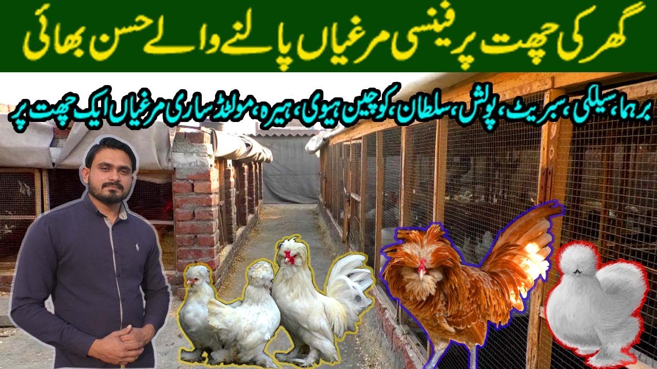 Visiting Hasan bhai Breeding Farm on Roof Top In Lahore All Top Breed of fancy hens Full Video