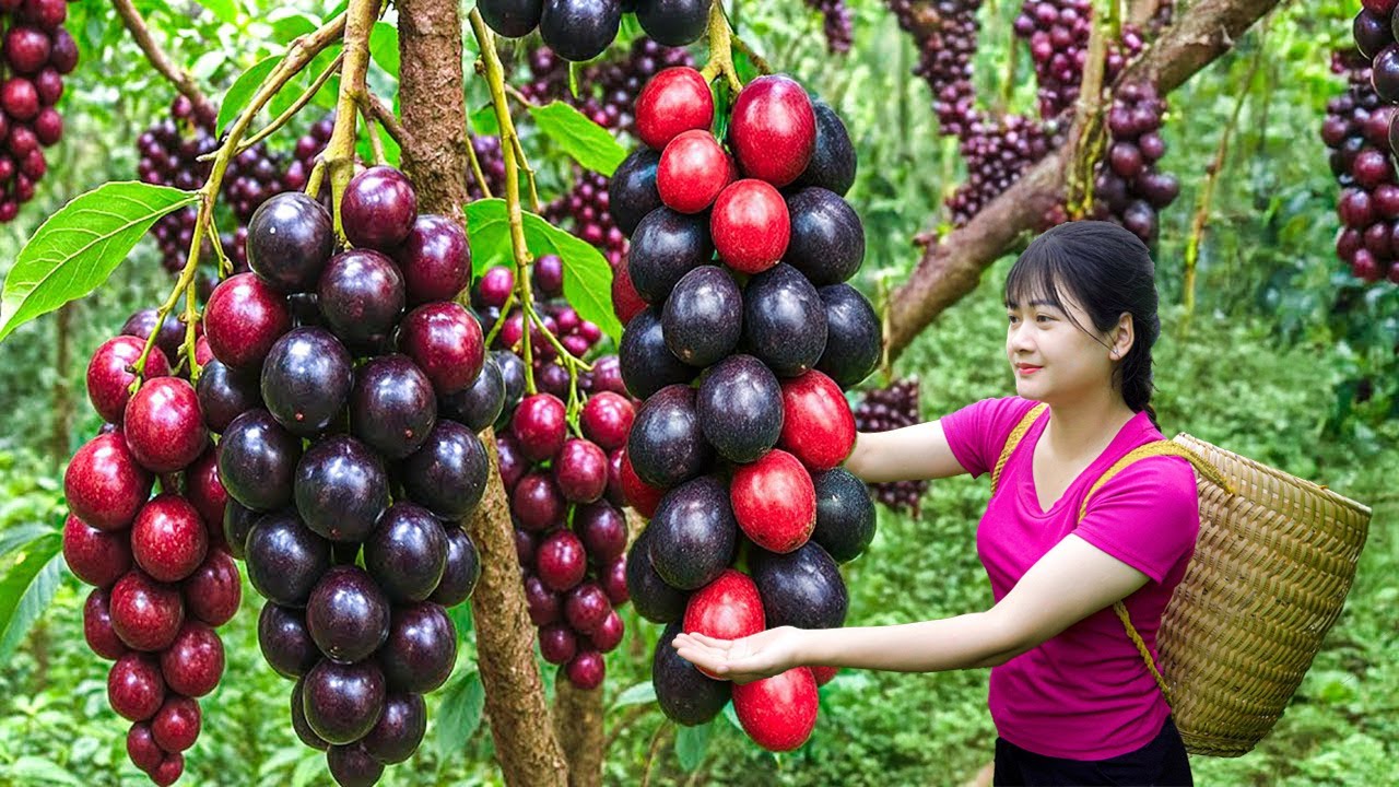 Ly Trieu Ca: Harvesting sweet giant ripe macadamias - How to traditional make fruit cake village