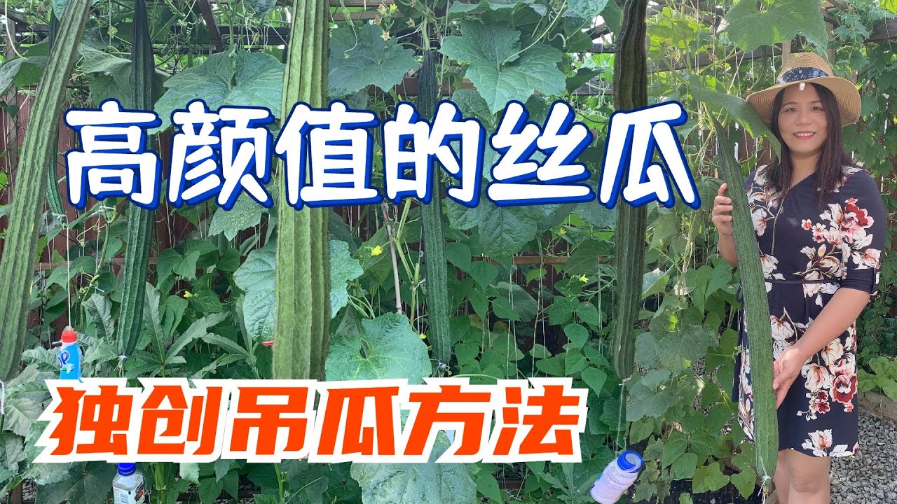 种出高颜值的丝瓜    独创种丝瓜吊瓜方法   4个种丝瓜技巧