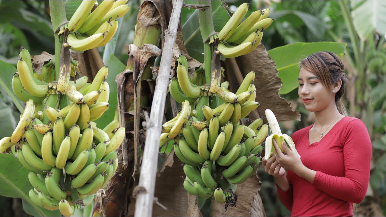 Fresh banana fruit in my homeland and cook banana crispy recipe - Polin lifestyle