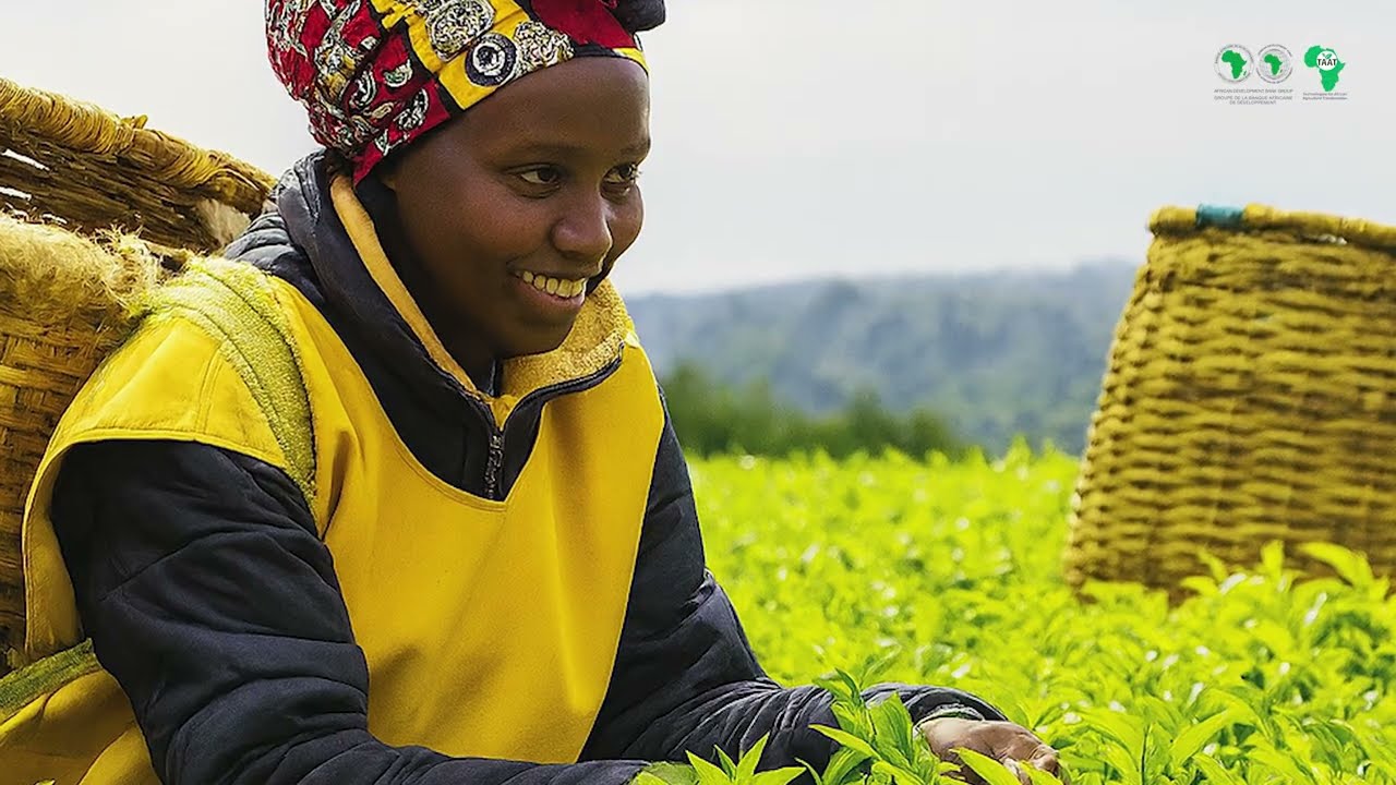 TAAT: Facilitating African Food Systems Transformation