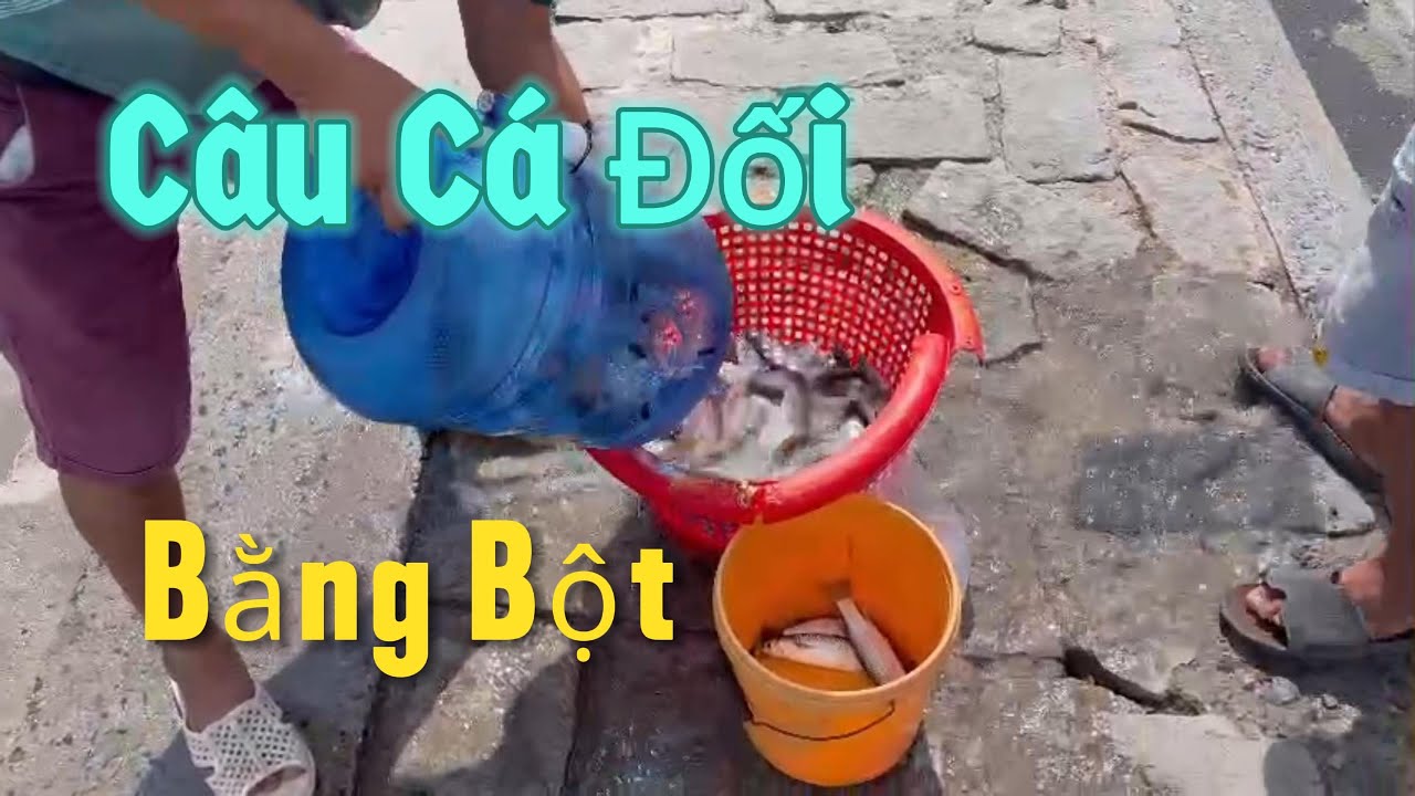 Câu Cá Đối Bằng Bột