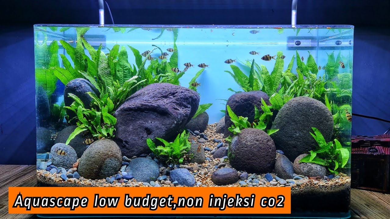 #280 Membuat Aquascape hemat,Tanaman batu hasil hunting di hutan