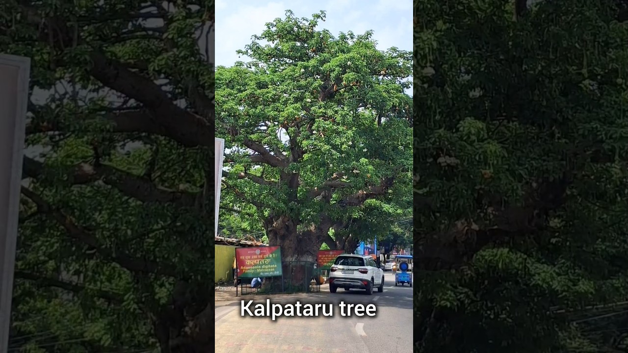 Kalpataru tree #shorts #trre #kalpataru #youtubeshorts