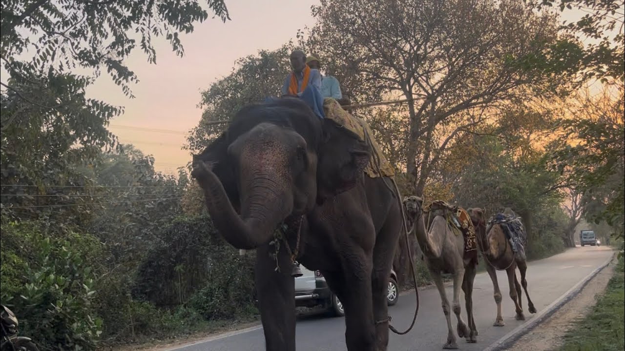 Hathai #hathi #trending #viralvideo #viral #video #funny #vlog #wildlife #wildanimals #animals 
