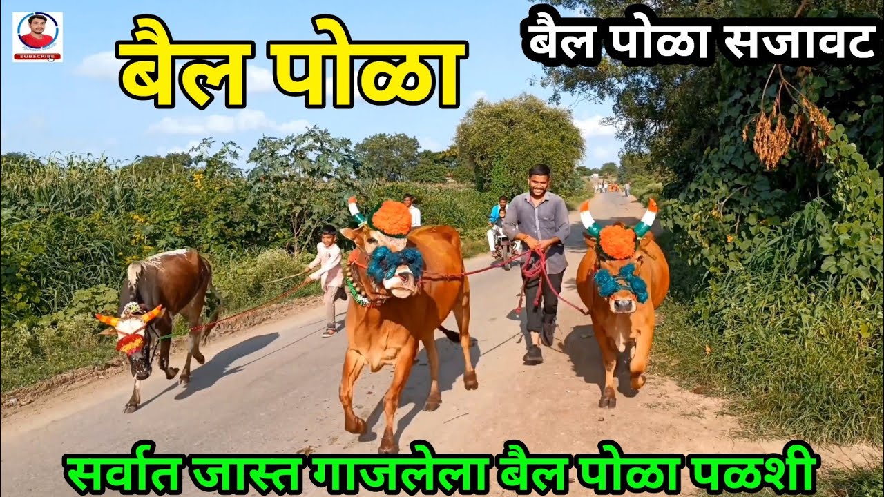 बैल पोळा | सर्वात जास्त गाजलेला बैल पोळा व खांदमाळणी पाडवा पळशी | बैल पोळा सजावट | bail pola palshi