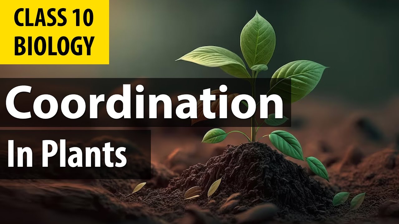 #controlandcoordination| phytohormones  | cbse Biology | NCERT class 10 science chapter 7