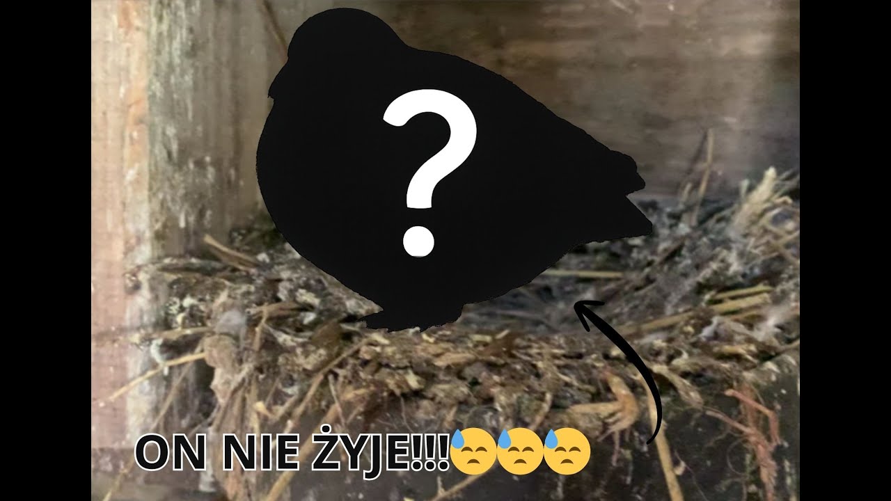 NIESTETY zginął ten LEGENDARNY gołąb!!! 😓😓😓 Daily #2