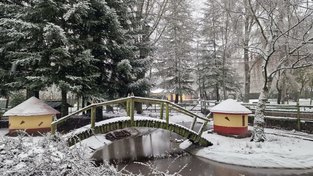 Guardo nevado. 26 enero 2026