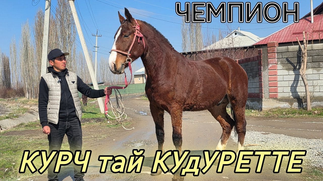Курч ЧЕМПИОН КУДУРЕТТЕ