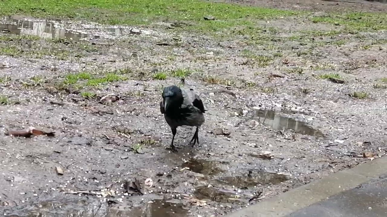 Сколько нычек сделает ворона за 2 минуты? / How many caches will a crow make in 2 minutes? 