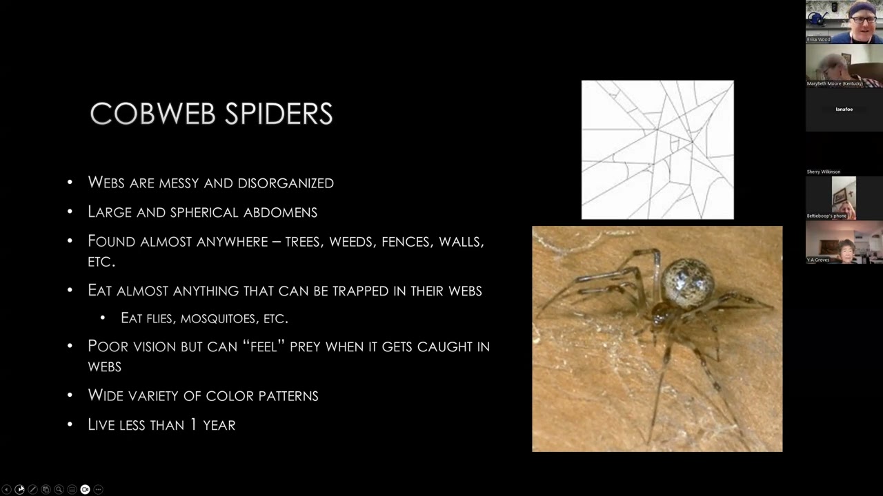 Spiders of Kentucky Online Class