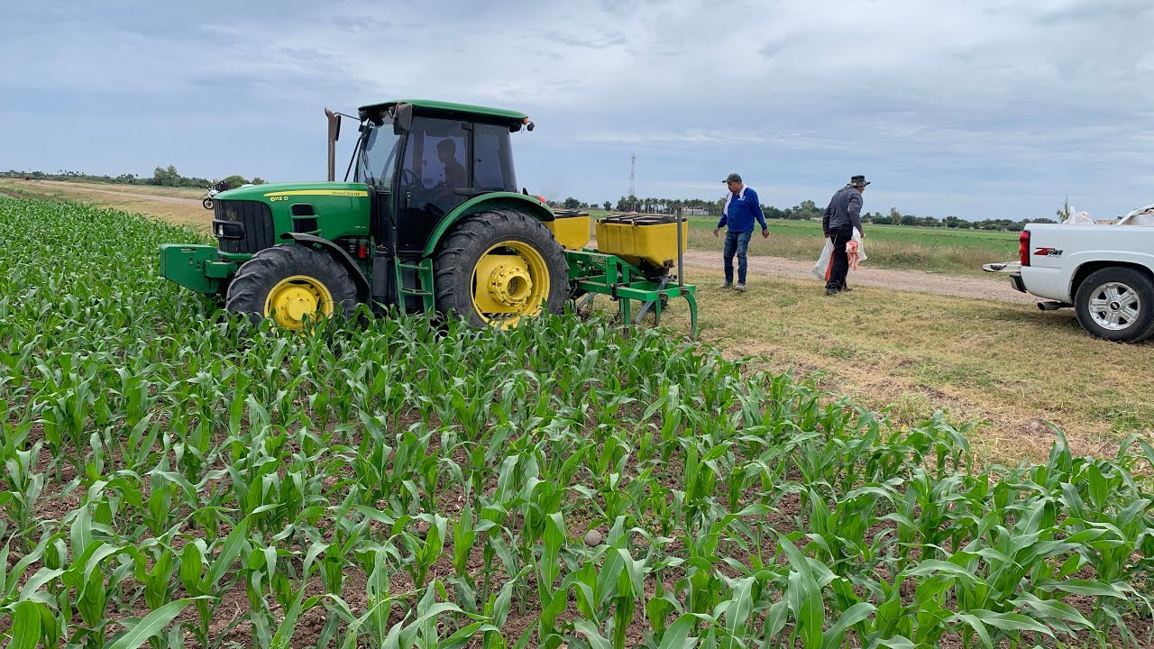 FERTILIZANDO Y CULTIVANDO  MAIZ EN SINALOA