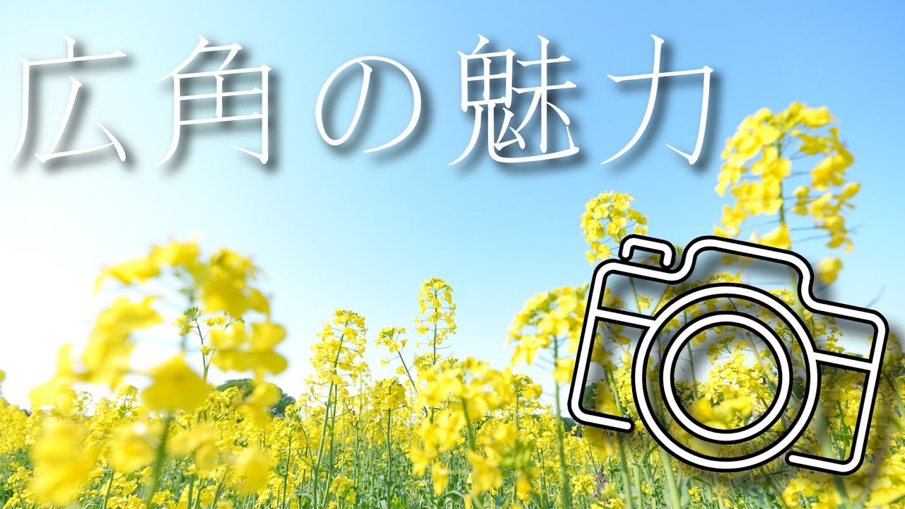 ネモフィラ、チューリップ、菜の花の撮り方！広角レンズで違いを魅せろ！