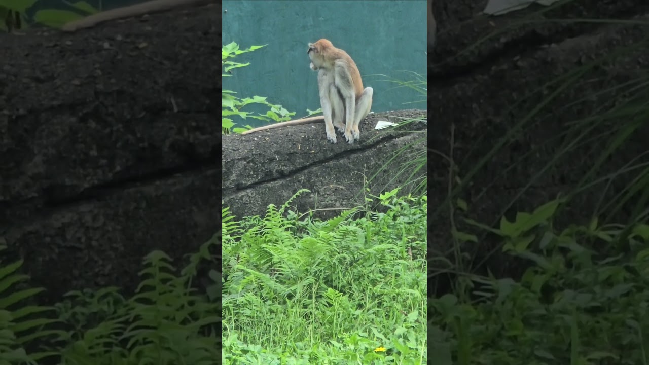 紅猴Patas Monkey/Taipei Zoo