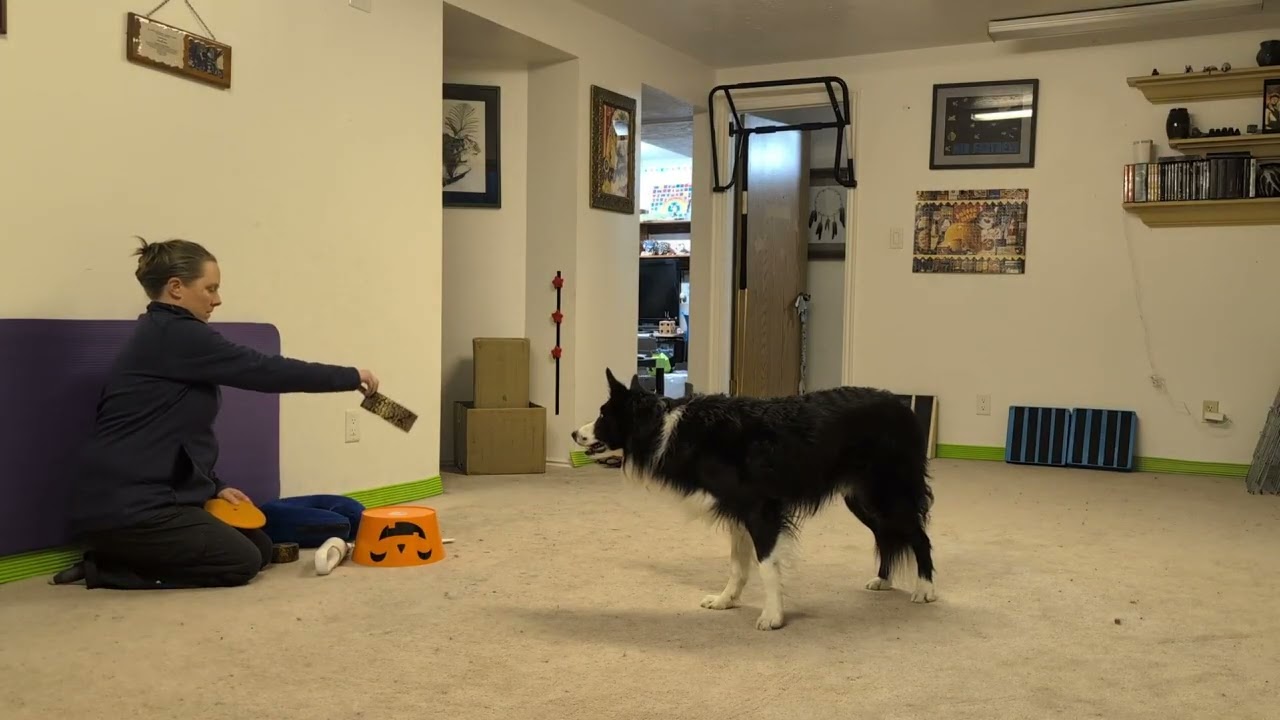 The noisy game for sound sensitive dogs