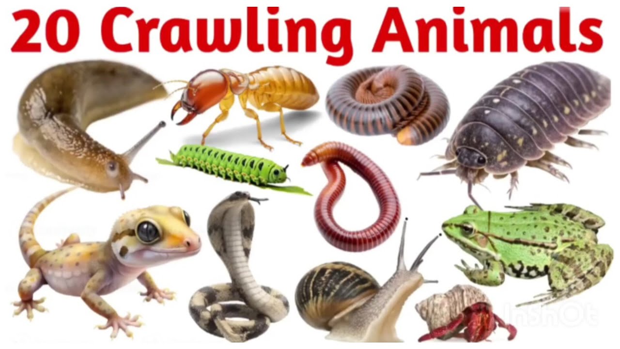Learn 20 Crawling Animals for Kids | Learn Names, Sounds & Fun Facts #education #kidslearning