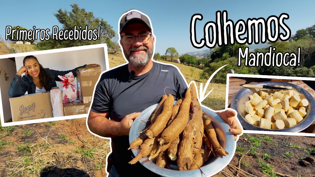 DO ZERO NA ROÇA: COLHEMOS MANDIOCA E RECEBEMOS NOSSOS PRIMEIROS PRESENTES!🎁🌱