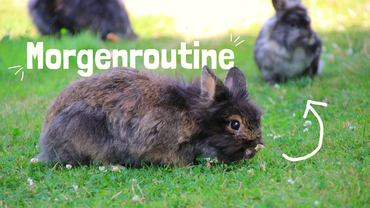 Morgenroutine, Futtereinkauf, Pakete auspacken | Vlog