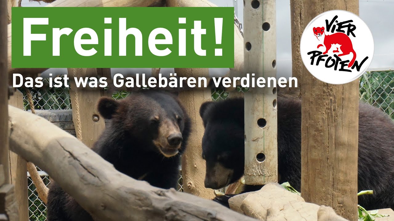 #SaddestBears️ Bärenfarm-Hotspot Hanoi | VIER PFOTEN
