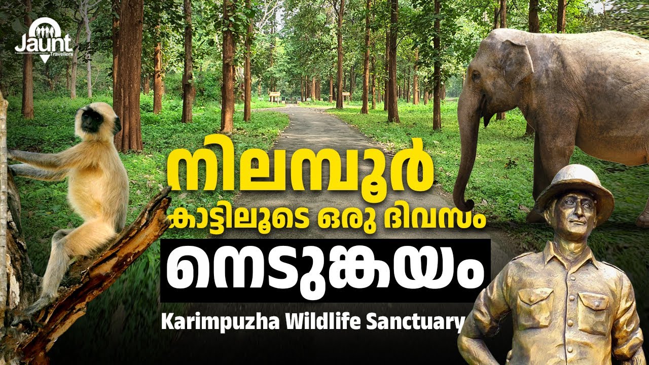 നിലമ്പൂർ കാട്ടിലൂടെ ഒരു യാത്ര - നെടുങ്കയം - Nedumkayam Rain Forest - Nilambur #nilambur #forest