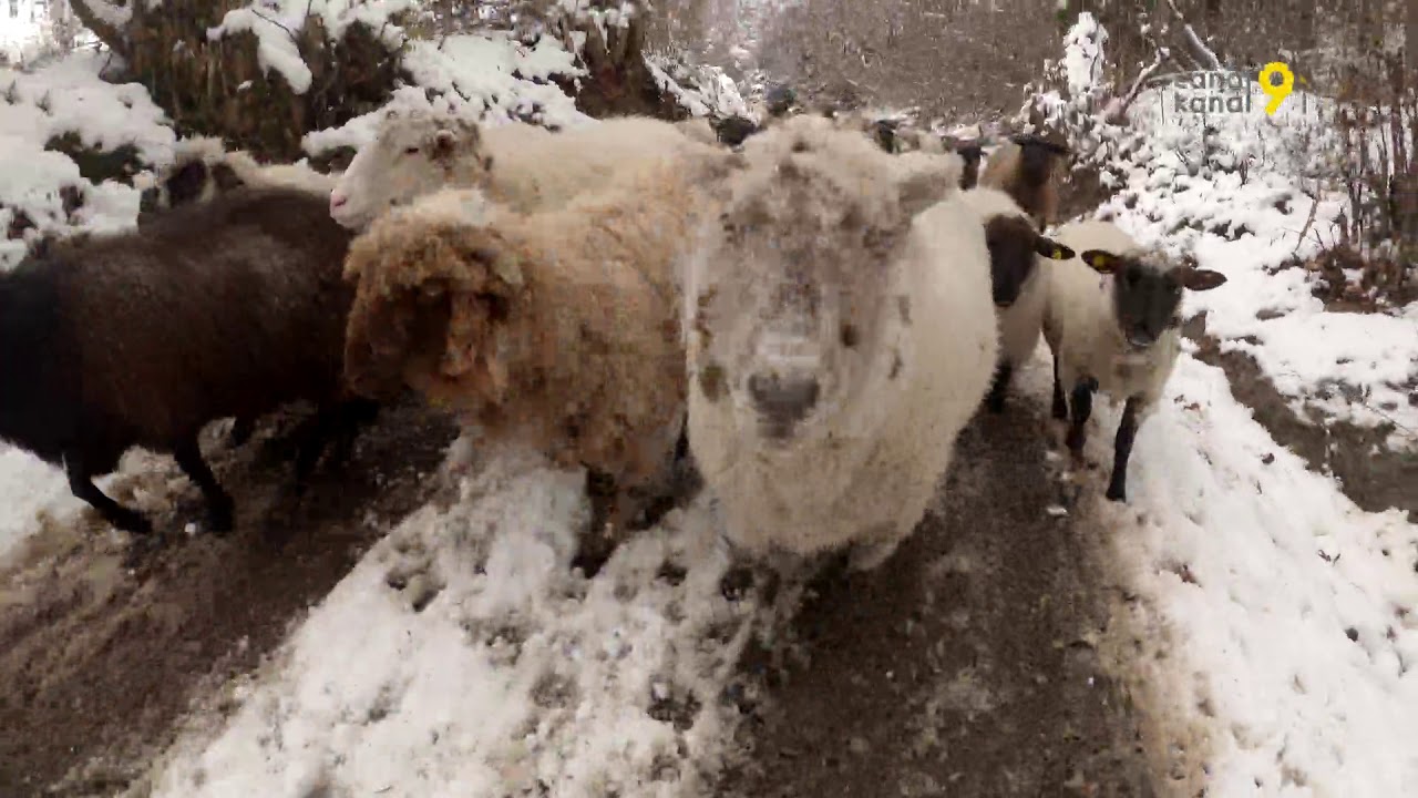 Les moutons prennent leurs quartiers d'hiver