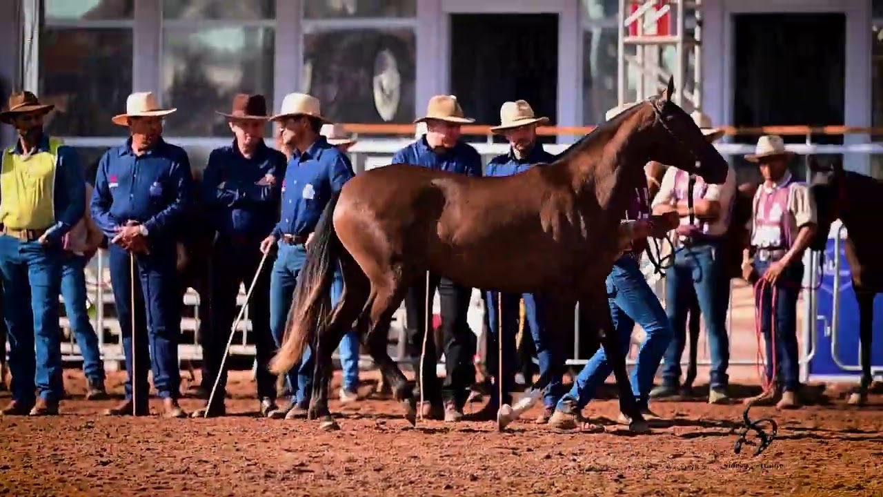 DOMINIQUE DO MISK - Mais uma cria do Haras Misk #marchapicada #cavalo #abccmm #horse #mmtv
