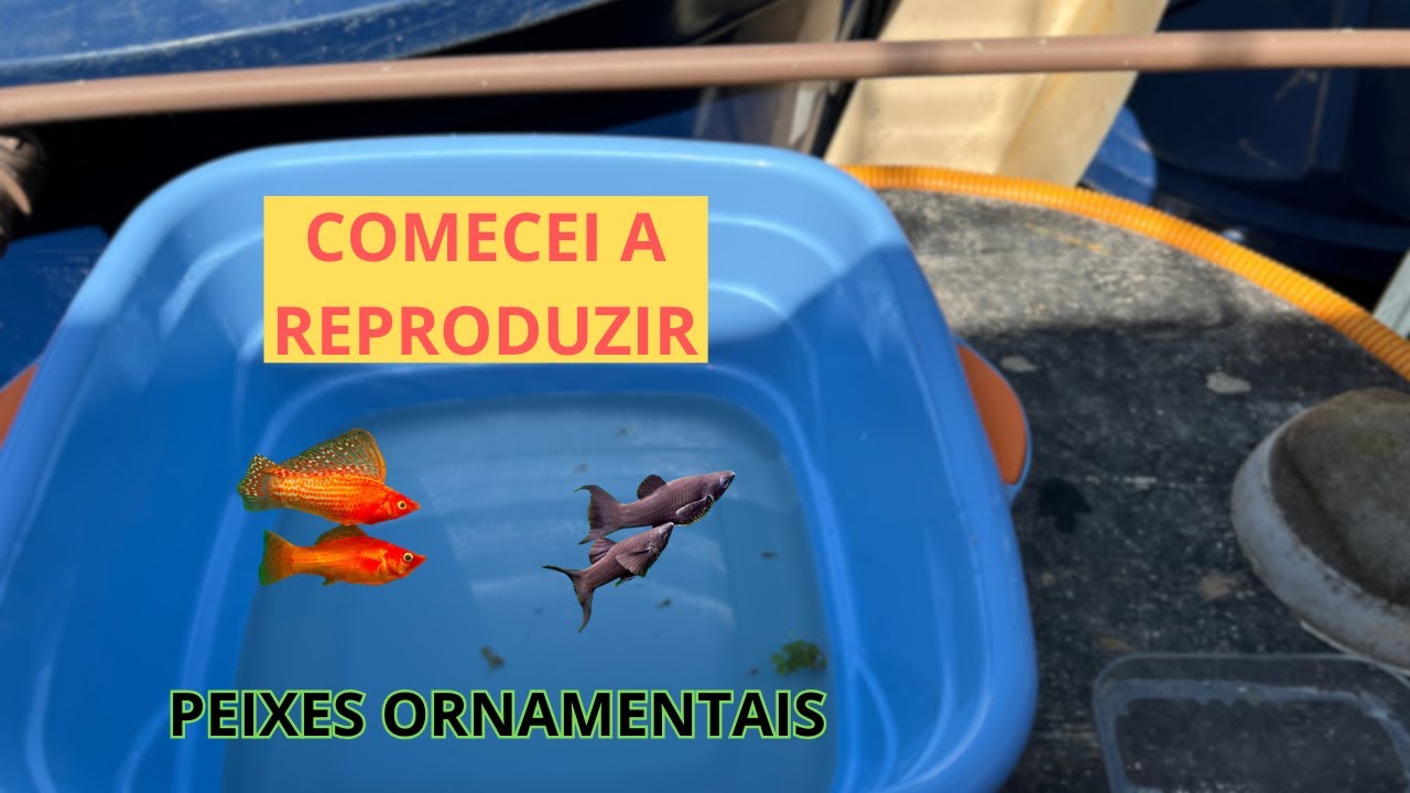 REPRODUÇÃO DE PEIXES ORNAMENTAIS