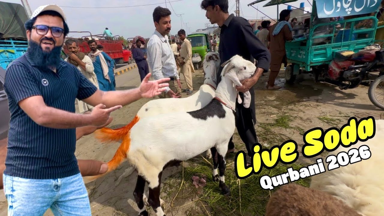 Live Soda | Makhi Cheene Rajanpuri Bakre | Qurbani 2026 | Shapur kanjra Lahore Bakra Mandi | LAHORI 