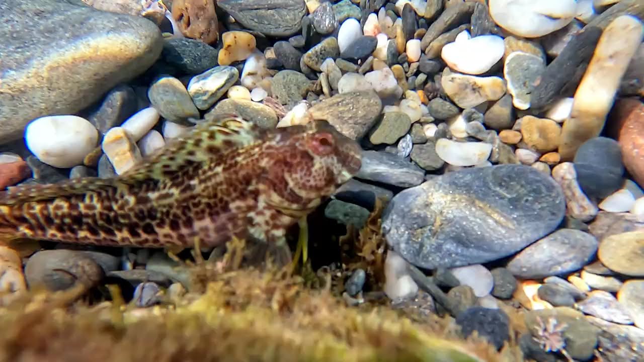 Runaway Parablennius pilicornis