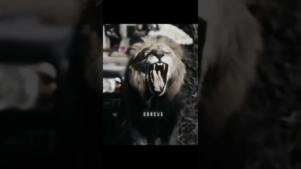 King of the Jungle #stayalpha  #kingmentality  #junglerules
