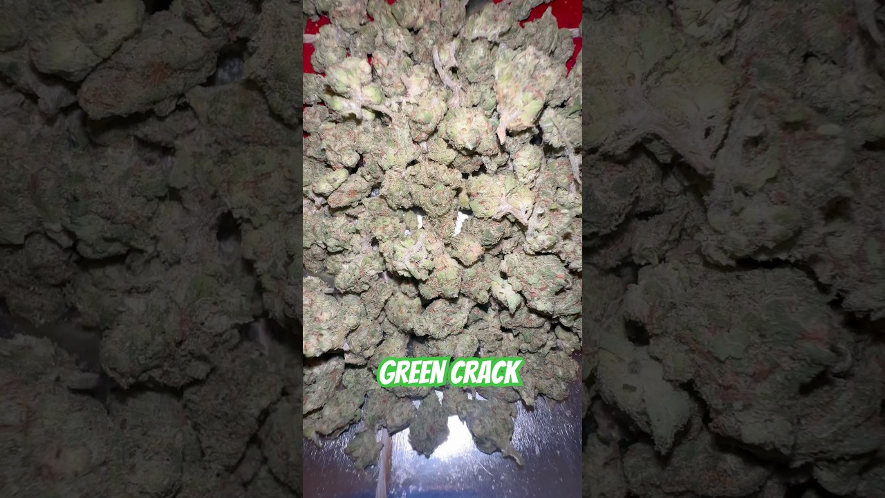 Green Crack 