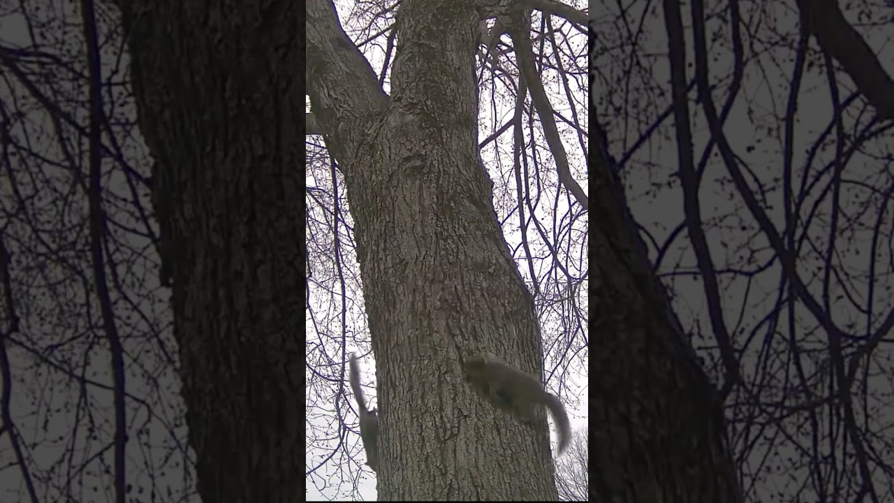 Squirrel chase!