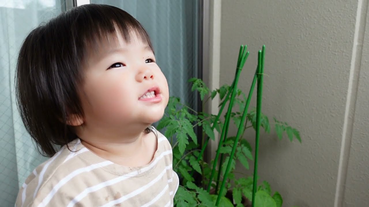 ベランダ菜園＃19　葉っぱがしおれてきたのはなぜ？　★63日目〜67日目：水遊びをしよう？｜なすとミニトマト｜ベランダで野菜を育てよう　小学１年生の家庭菜園日記　Cochitora Farm