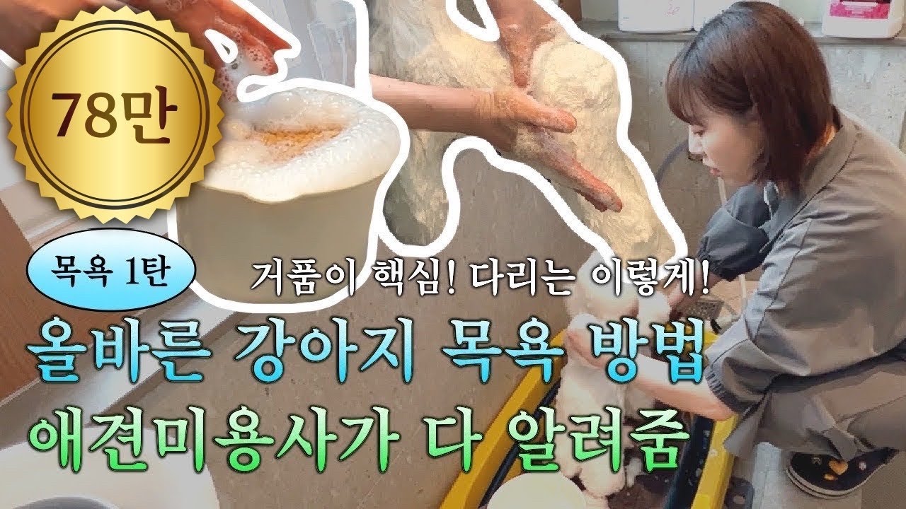 [목욕1탄] 강아지 샴푸 비비지 마세요 / 애견미용사가 알려주는 올바른 강아지 목욕하는 방법