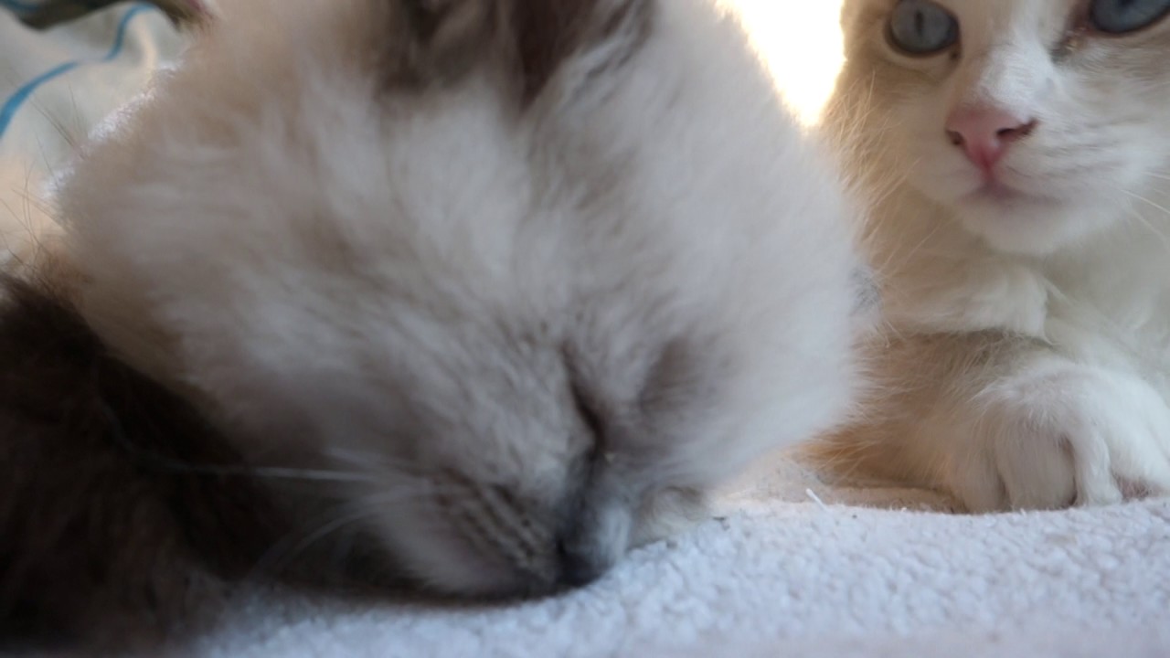 CADI-CAT*PL Bagira Emi Dora